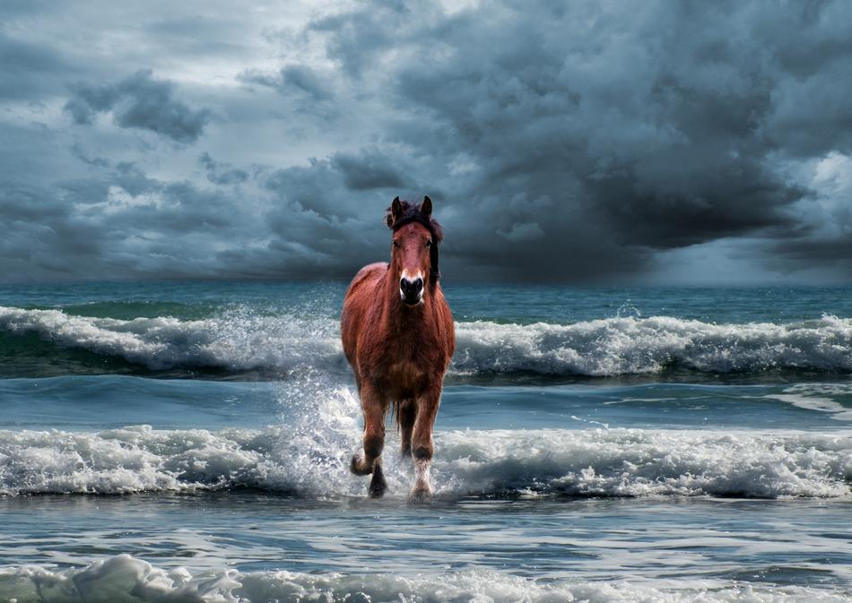 brown horse on the sea beach