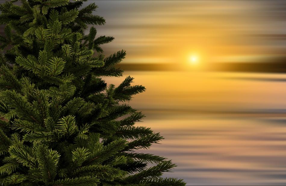 Beautiful, green Christmas fir tree, on the beautiful shore with the ripple, at colorful and beautiful sunset