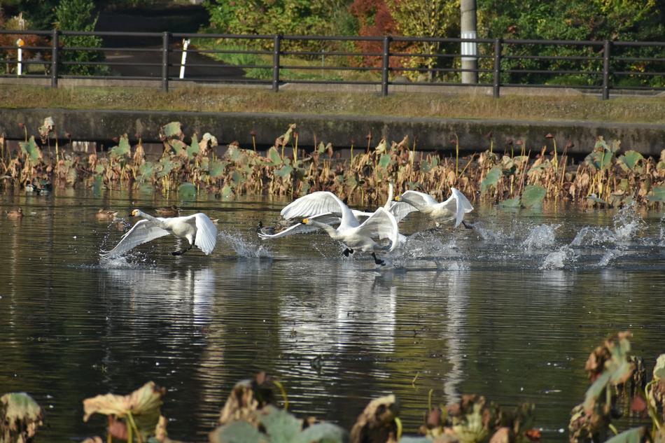 magnificent Waterside birds on the water