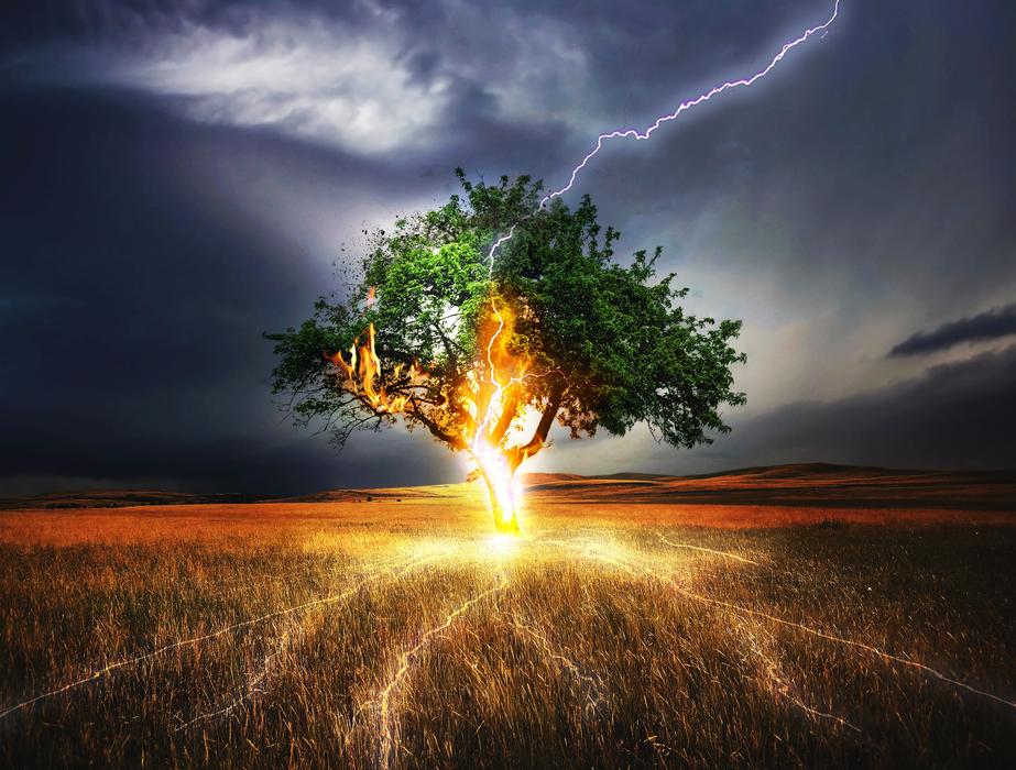 Flash Lightning in tree on field