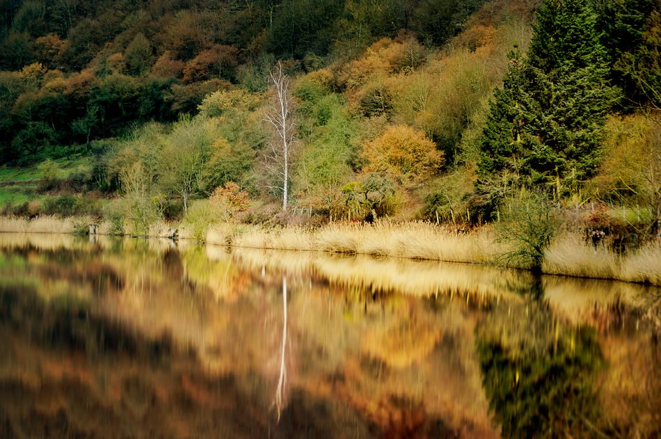 landscape of incredible Lake Bank in a Forest