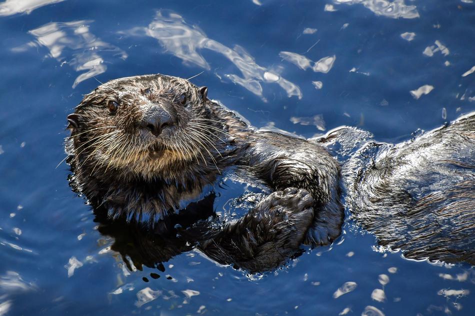 Sea ââOtter Aquatic Animal