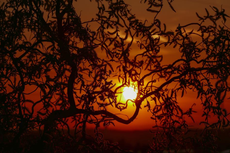 silhouette of Corkscrew Willow Tree at Sunset sky