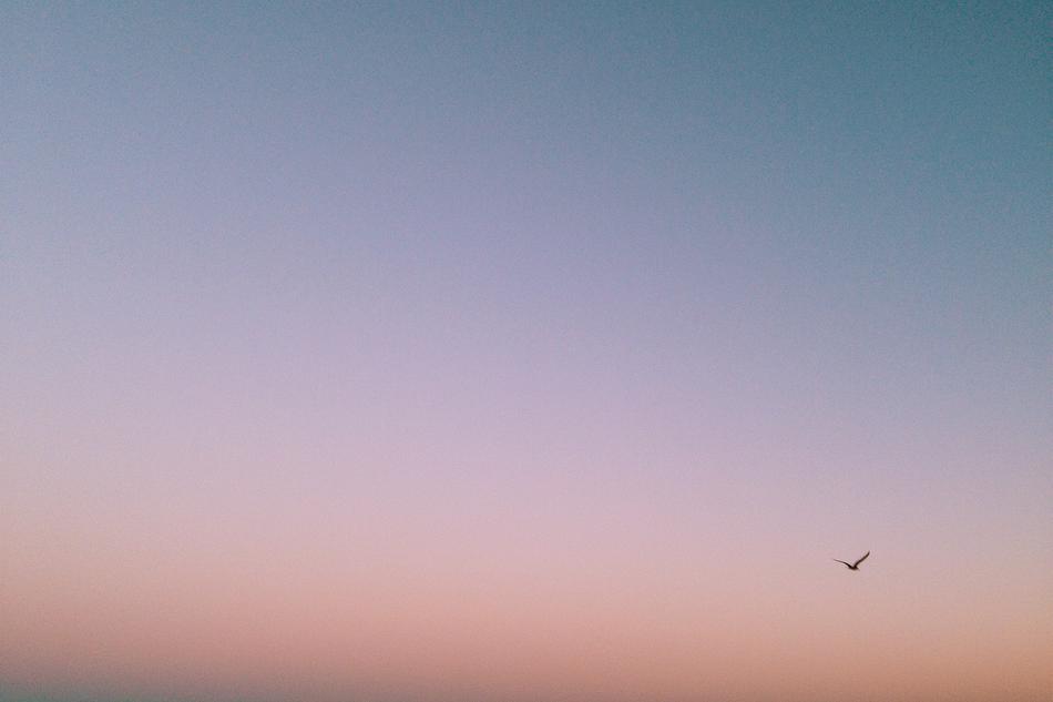 small Bird Sky