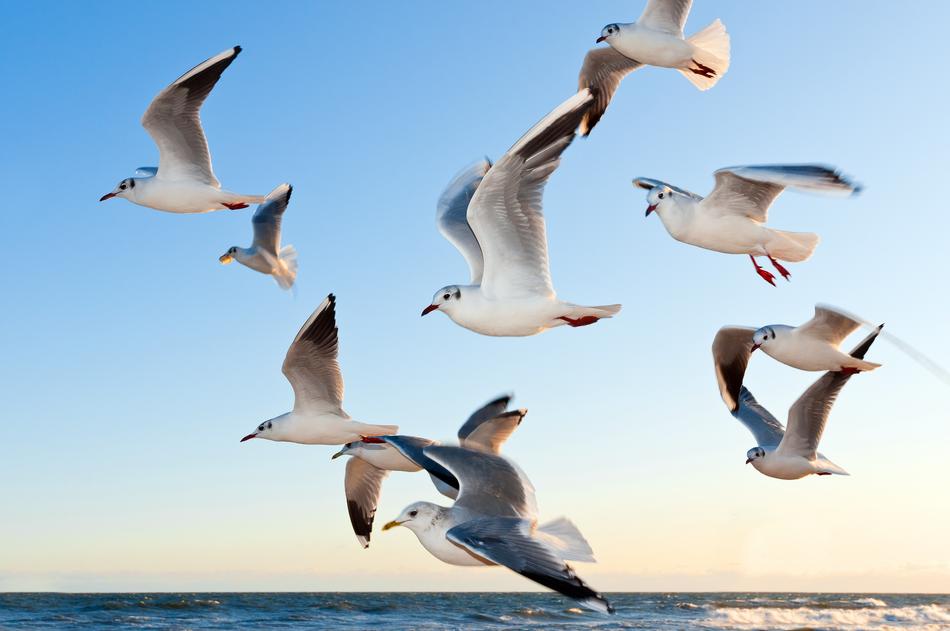 incredibly beautiful Gulls Flying