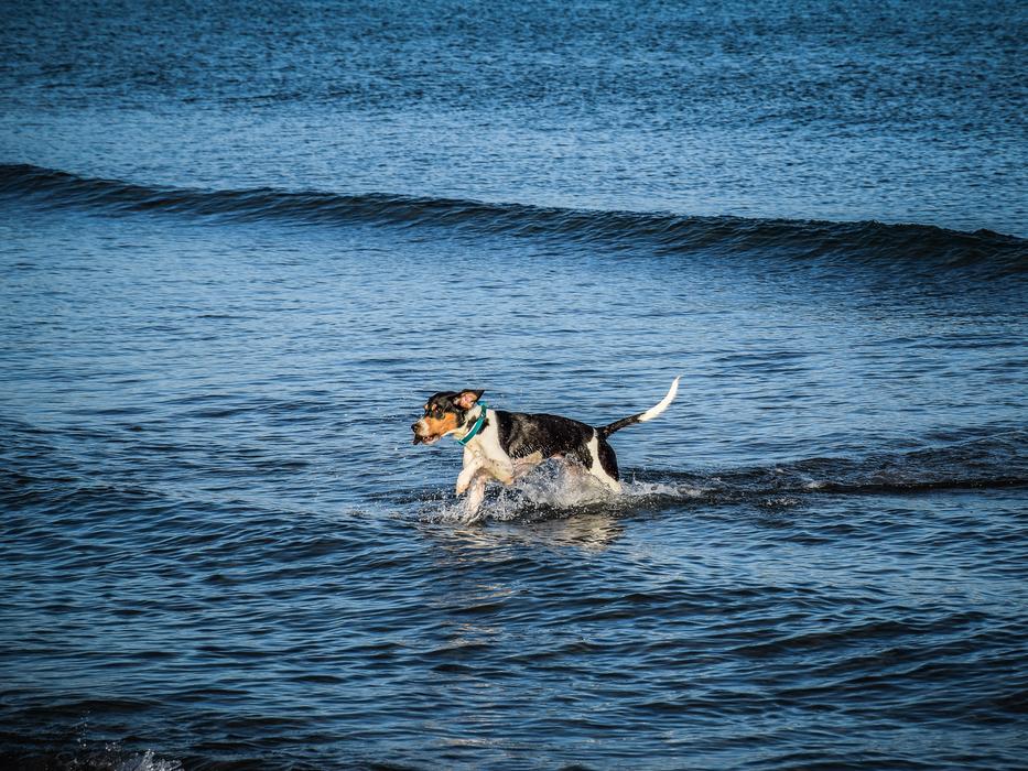 Dog in the water on the coast