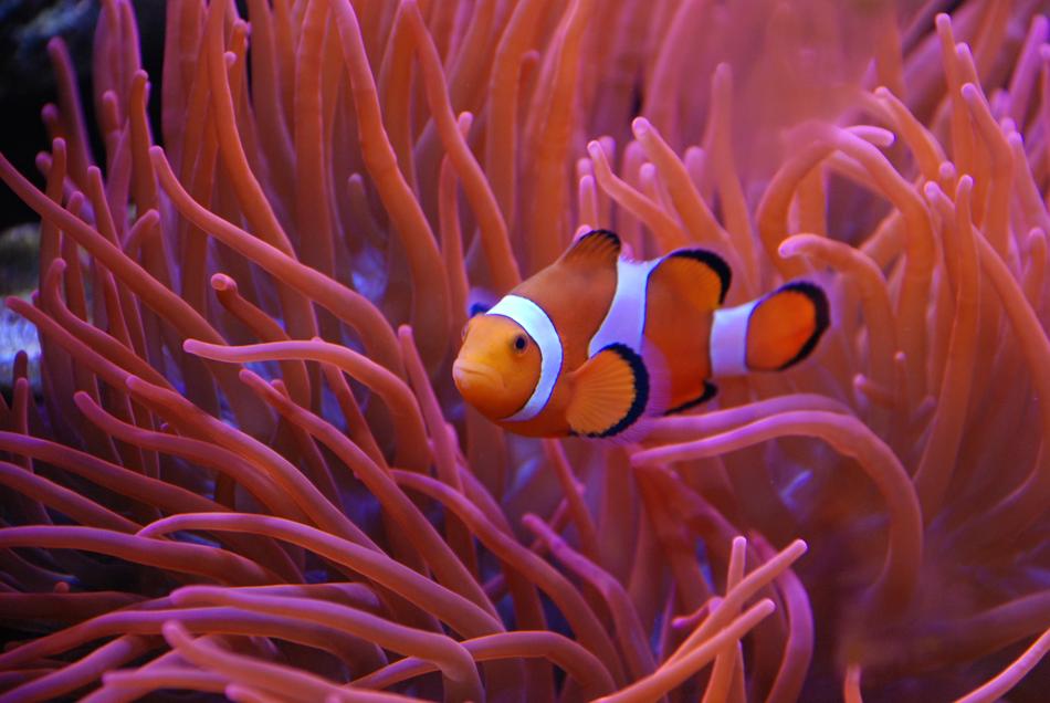 Beautiful, orange and white clownfish, among the colorful and beautiful coral, underwater