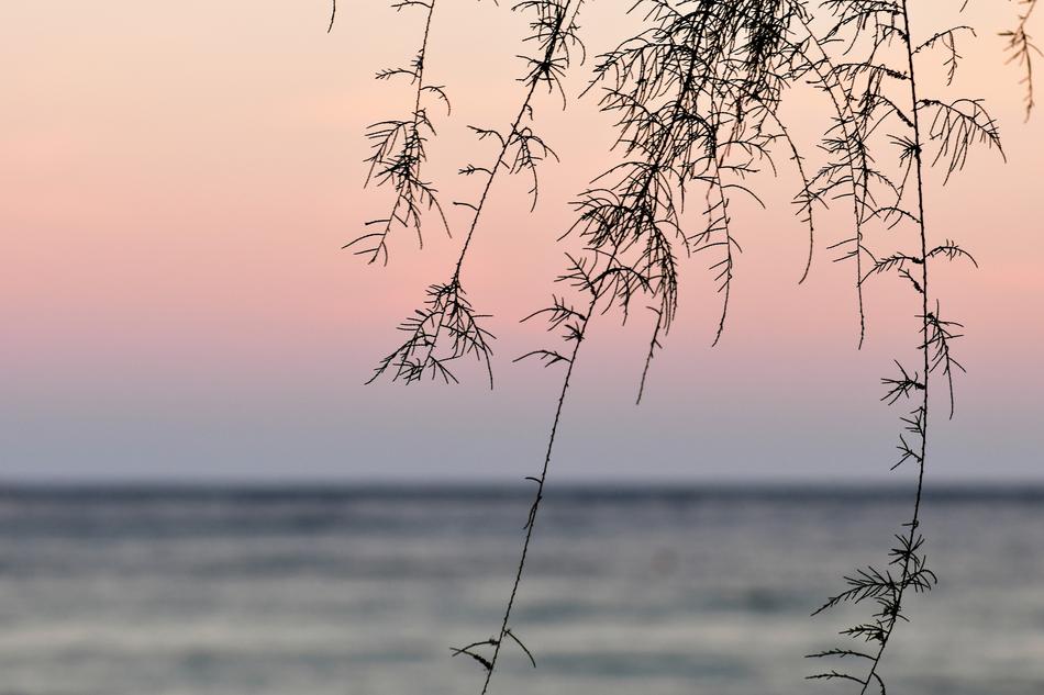 enchanting Sea Surf