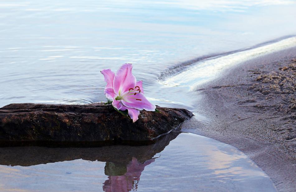 purple lily lies on the lake