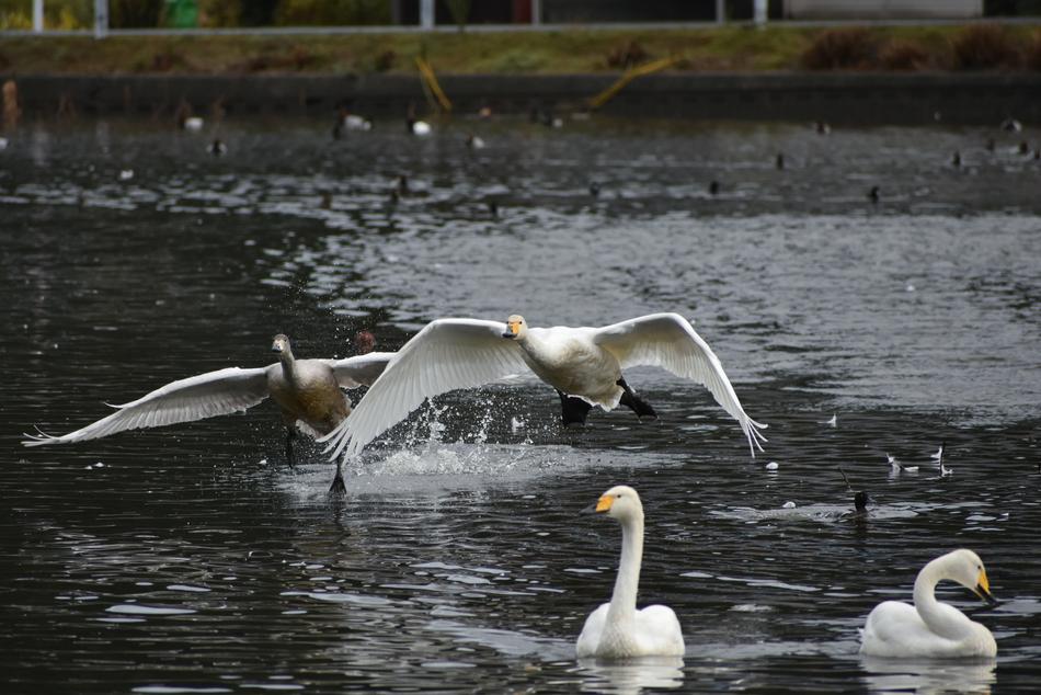 white big birds on the lake