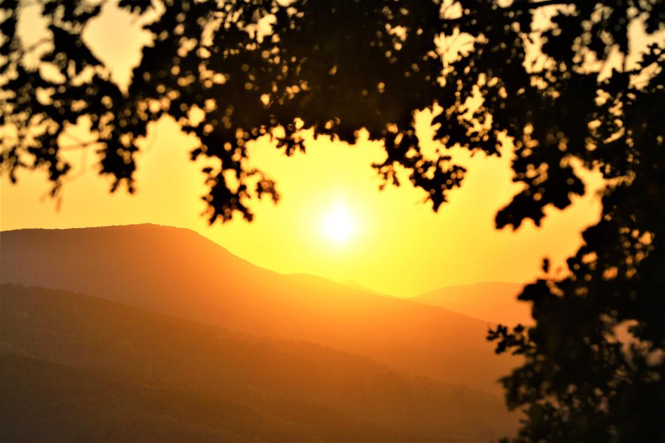 perfect tree Sunset