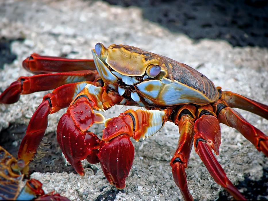 Crab Aquatic