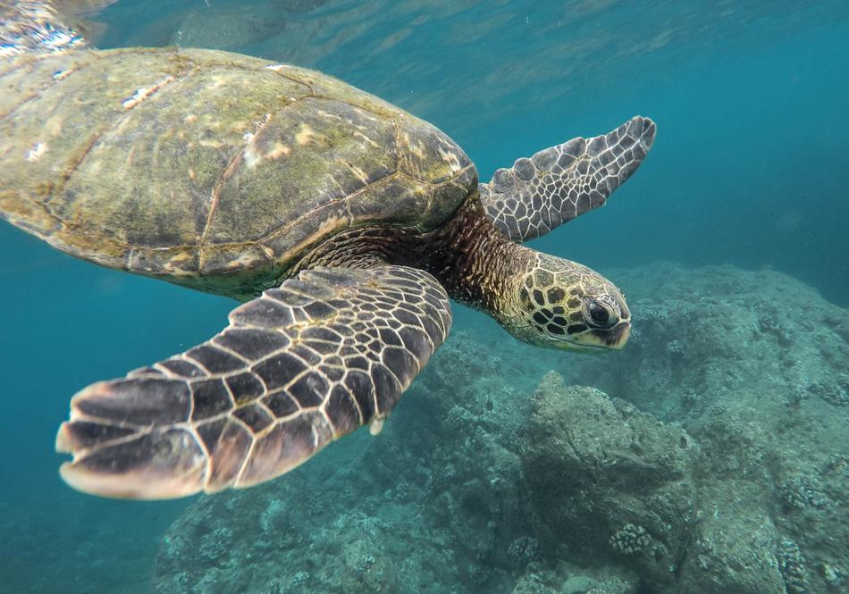 perfect Turtle Coral Reef