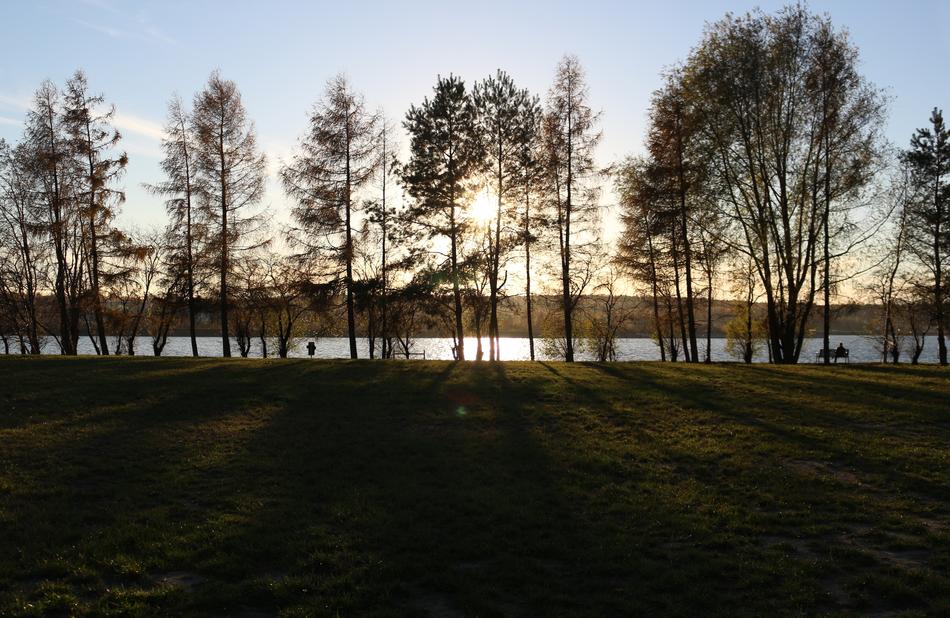 trees by the river at sunset