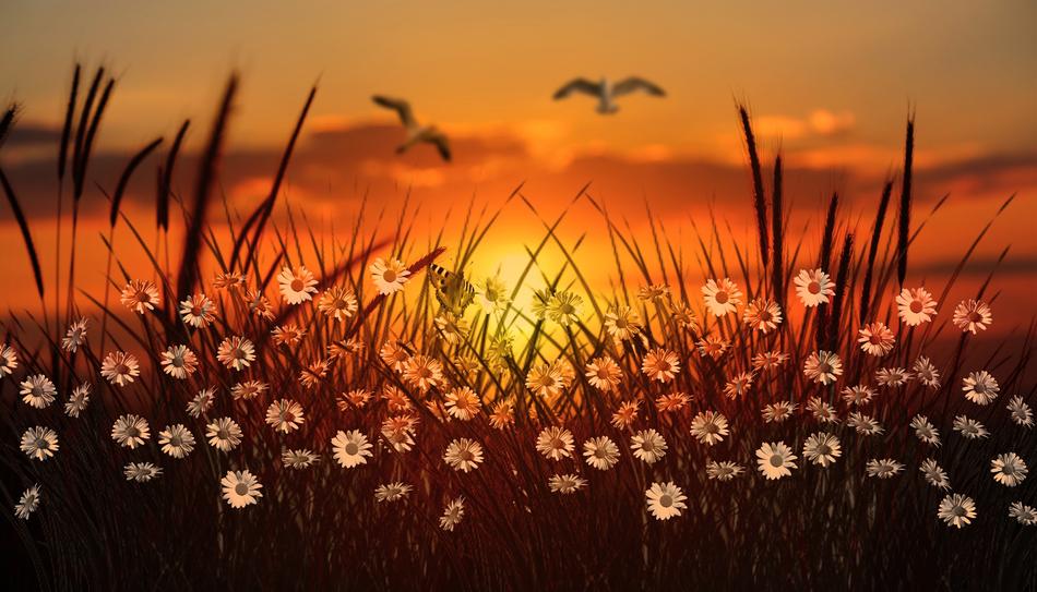 Sunset and Grass Wallpaper