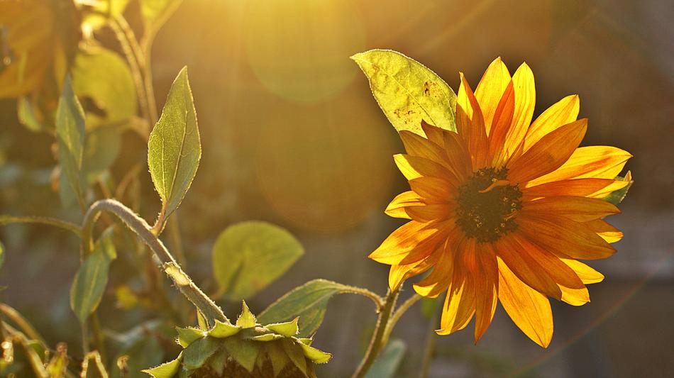 absolutely beautiful Sunflower Twilight Evening