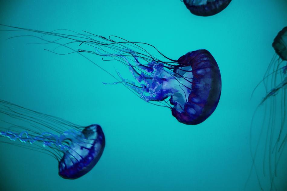 big blue jellyfish in water