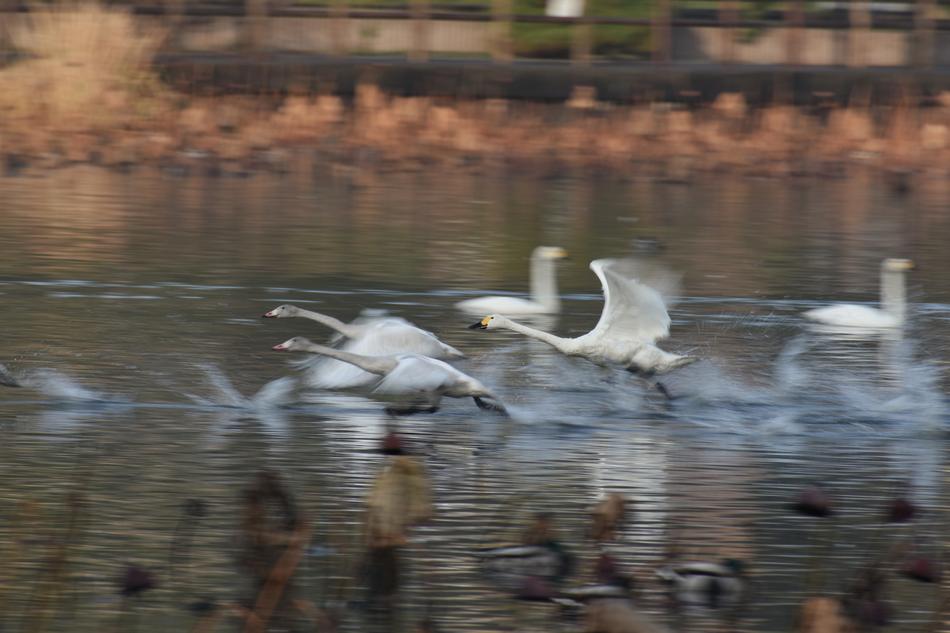 magnificent Lake Waterside bird