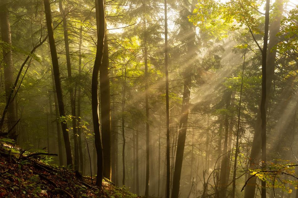 Rays of the morning sun in the beautiful forest with colorful plants