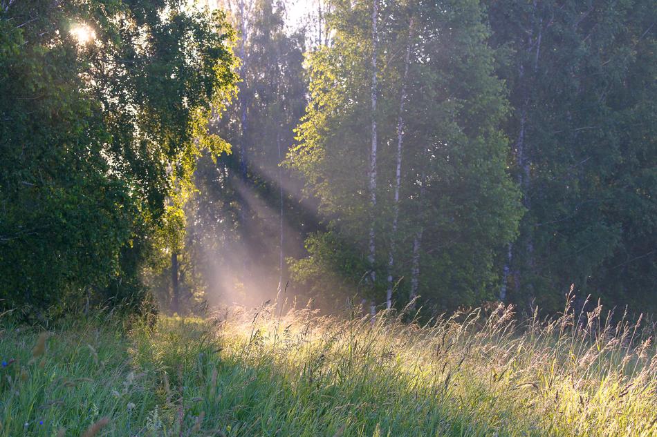 rays of the morning sun and fog over a green meadow