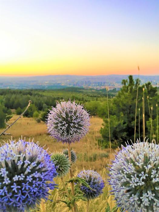Beautiful landscape with the colorful plants at beautiful and colorful sunset on horizon