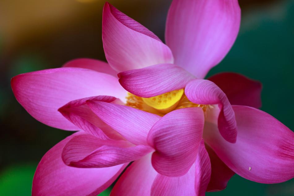 incredibly beautiful Lotus Flowers