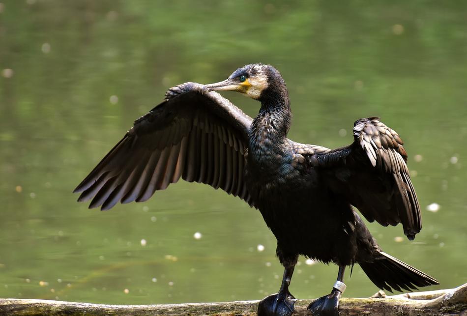 magnificent Cormorant bird