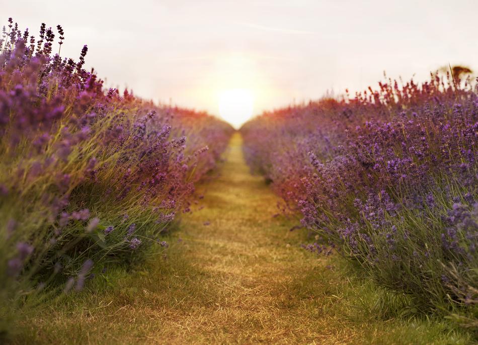 incredibly beautiful Lavender Field