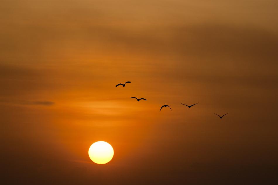 Sunset Sea Sun birds