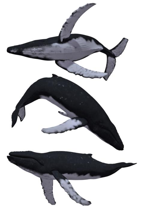 whales humpback baleen