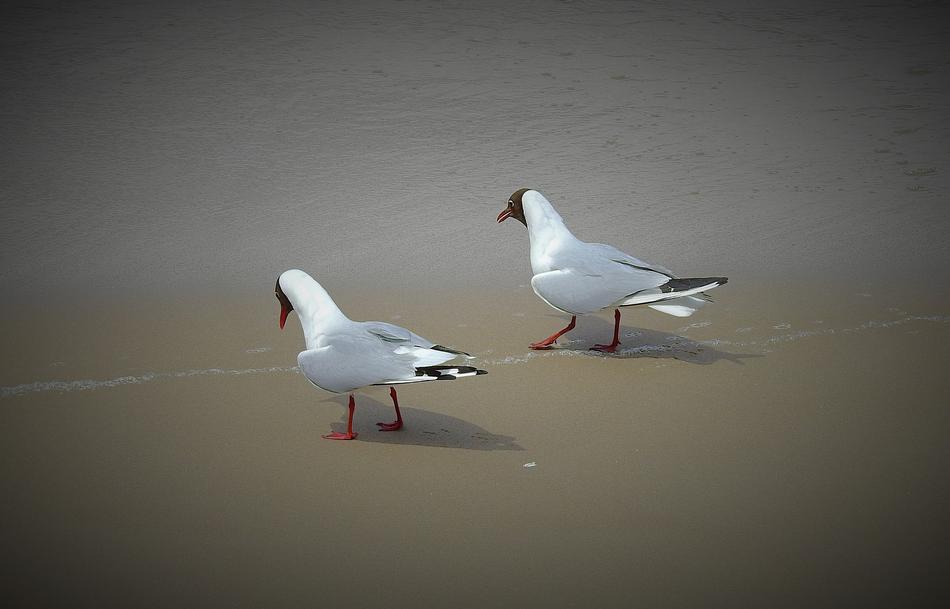 perfect Seagulls Walk