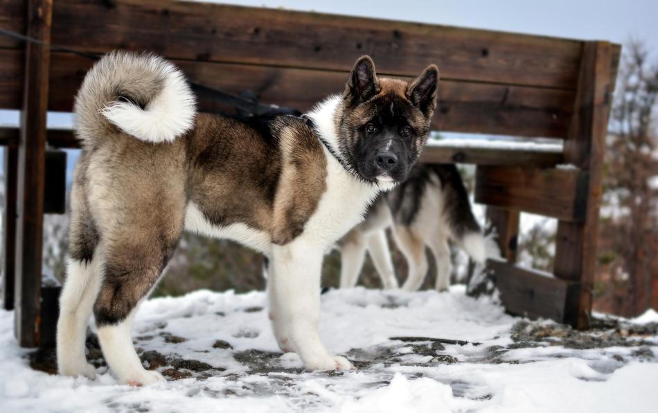 the dog stands in the snow in winter
