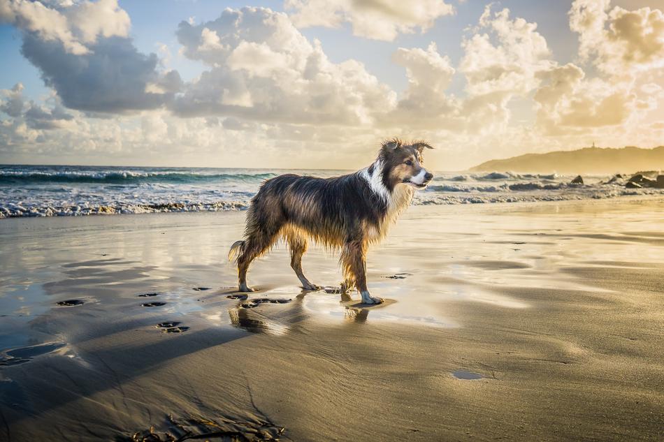 Collie Dog sea