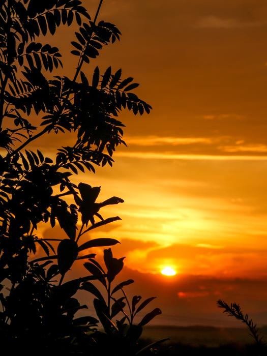 incredibly beautiful Sunset Tree Silhouette