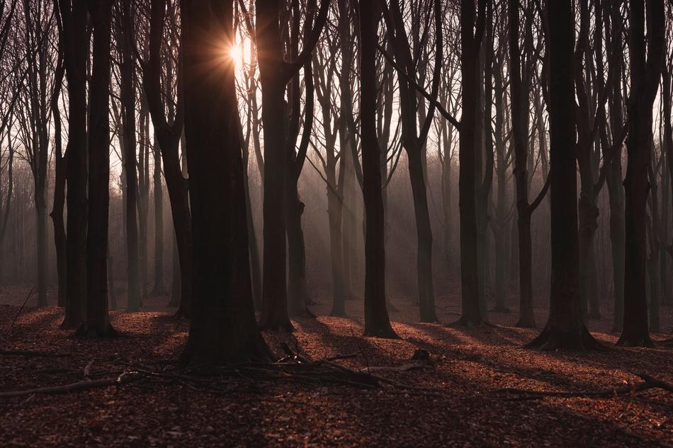 sun breaks through the trees in the dark forest
