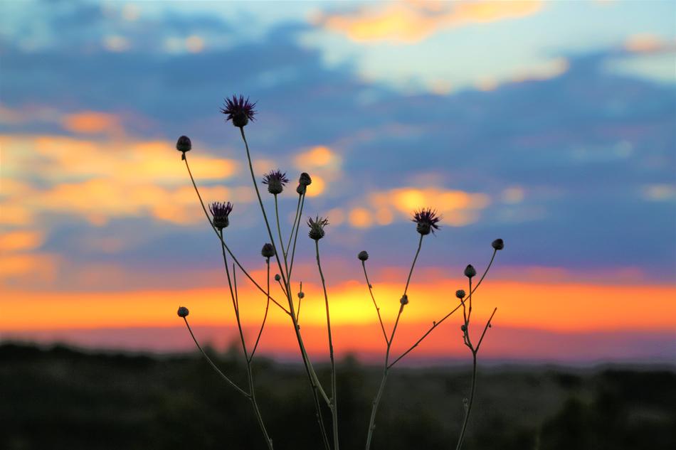 photo of a plant on a background of orange sunset