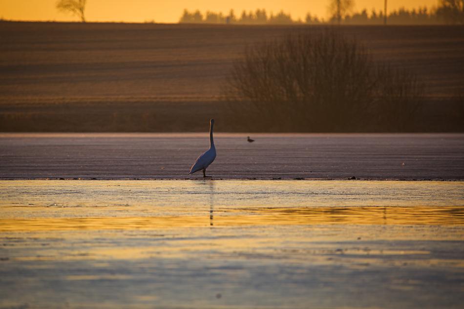 Pond Lonely Swan bird