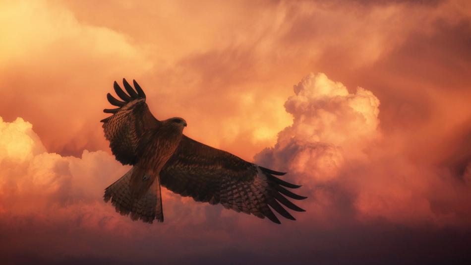 Bird Big Hawk and red sky