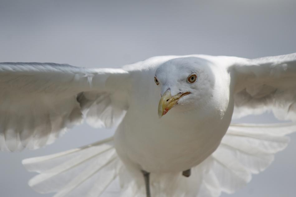 Seagull Flying face
