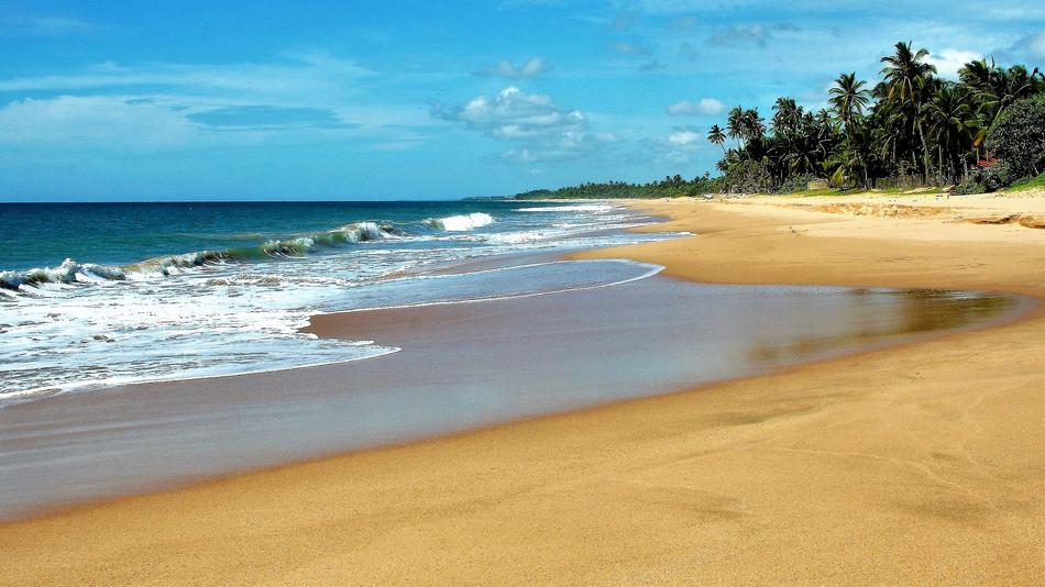 absolutely beautiful Palm Trees Beach