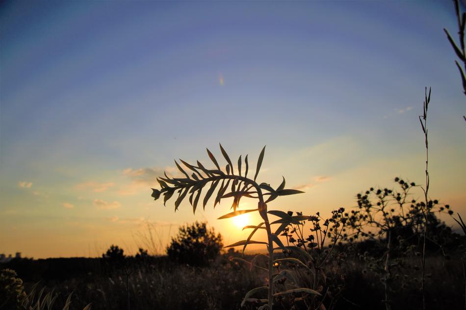 Beautiful landscape with the plants with colorful sunset on horizon, in the evening