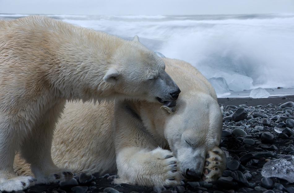 Composing Polar Bears