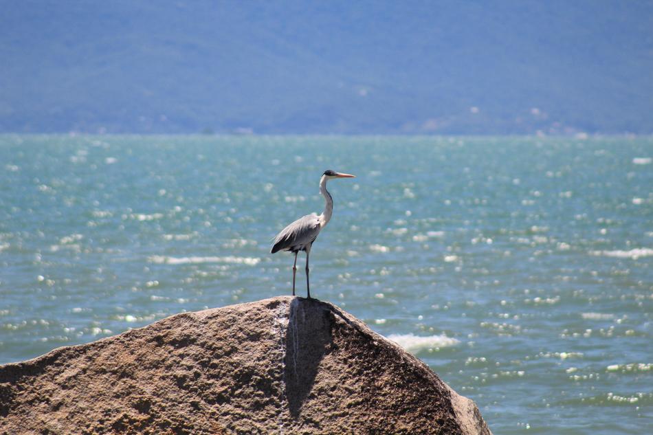 heron on a stone on the coast of santa catarina in brazil