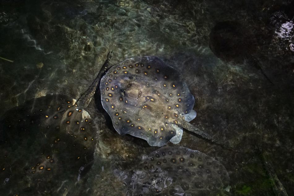 incredibly beautiful Rays Camouflage