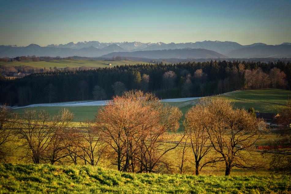 magnificent Landscape of trees on Alpine