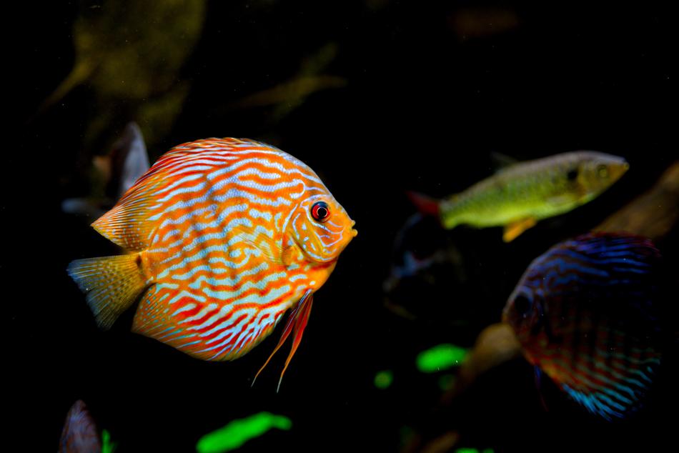 Tropical Aquarium Fish red