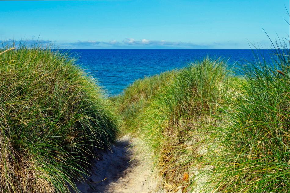 Horizon Sea grass