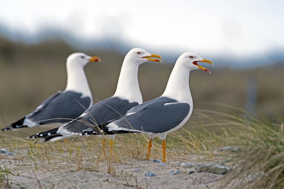 Graces Herring Gulls