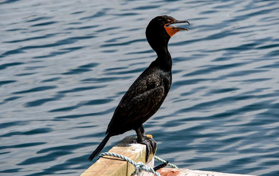 black cormorant on the background of the sea