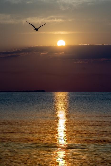 Sunrise Black Sea and bird